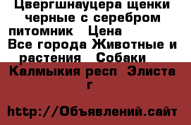 Цвергшнауцера щенки черные с серебром питомник › Цена ­ 30 000 - Все города Животные и растения » Собаки   . Калмыкия респ.,Элиста г.